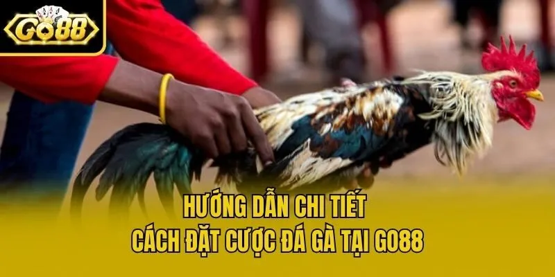 Hướng dẫn chi tiết cách đặt cược đá gà tại Go88