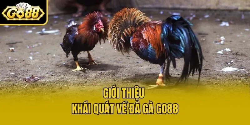 Giới thiệu khái quát về đá gà Go88