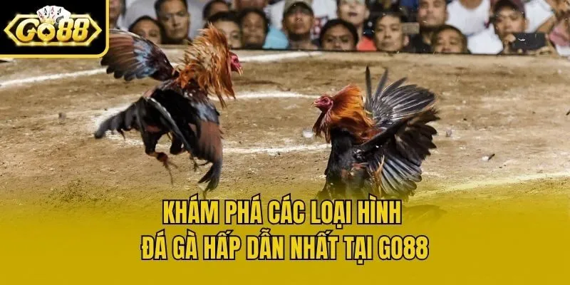Khám phá các loại hình đá gà hấp dẫn nhất tại Go88
