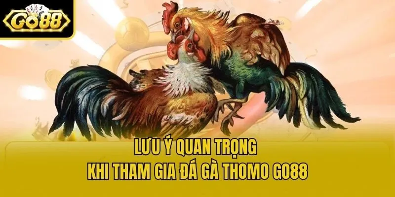 Lưu ý quan trọng khi tham gia đá gà thomo Go88